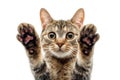 Frightened Cat Silences Meows With Paws, Isolated On Transparent Background Royalty Free Stock Photo