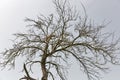 Frightened cat sits on a high dry tree