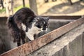 Frightened cat squeezed the body at the ready. Homeless dirty cat scared when he saw a dog. Spotted cat close-up. Stock photo
