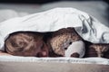 Frightened child lying under blanket near teddy bear