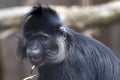 Frightened expression of Black mangabey, Lophocebus aterrimus, who saw something nearby Royalty Free Stock Photo