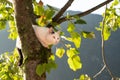 Frightened cat hiding from dog on a tree Royalty Free Stock Photo