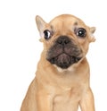 Frightened French Bulldog puppy on white background Royalty Free Stock Photo