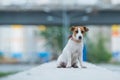 A frightened frightened puppy sits alone on a parapet. A sad little dog got lost on a street in the city. Funny Jack Royalty Free Stock Photo