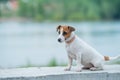 A frightened frightened puppy sits alone on a parapet. A sad little dog got lost on a street in the city. Funny Jack Royalty Free Stock Photo