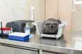 Frightened gray cat in plastic box wait for procedure in veterinary clinic