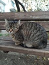 frightened gray cute cat sits on a bench in the park in a sunny cozy park