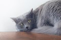 A frightened gray kitten looks with wide open eyes