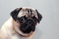 Frightened guilty dog pug looking sad at camera Royalty Free Stock Photo