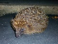 Hedgehog on road at night