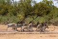 Frightened herd of zebra`s fleeing Royalty Free Stock Photo
