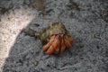 Frightened hermit crab