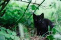 A frightened homeless black kitten sits alone in the grass. Copy space for text. Soft focus Royalty Free Stock Photo