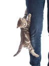 Frightened kitten cat hanging on human leg