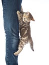 Frightened kitten cat hanging on jeans Royalty Free Stock Photo