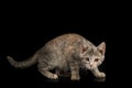 Cute Kitten on Isolated Black Background Royalty Free Stock Photo