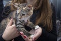 Frightened kitten in the hands of a volunteer in a shelter Royalty Free Stock Photo