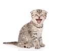 Frightened kitten looking at camera. Isolated on white background