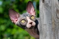 Frightened Sphynx kitten peeps out from behind wooden post and looking up, goggling yellow eyes Royalty Free Stock Photo