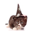 Frightened kitten with witch hat for halloween