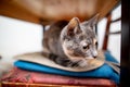 Frightened, the little cat hid under the table, she sat down on a chair and looks curiously to one side. Royalty Free Stock Photo