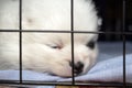 A frightened lonely white pomeranian puppy is sitting in a cage