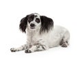 Frightened Looking Papillon Mixed Breed Dog Royalty Free Stock Photo