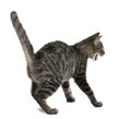 Frightened Mixed-breed cat, Felis catus Royalty Free Stock Photo