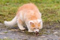 Frightened mole and red cat, a cat playing with its prey on the grass, a natural instinct of a cat. Royalty Free Stock Photo