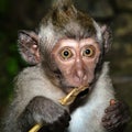 Frightened monkey Royalty Free Stock Photo