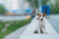 A frightened frightened puppy sits alone on a parapet. A sad little dog got lost on a street in the city. Funny Jack Royalty Free Stock Photo