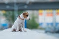 A frightened frightened puppy sits alone on a parapet. A sad little dog got lost on a street in the city. Funny Jack Royalty Free Stock Photo