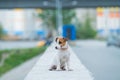 A frightened frightened puppy sits alone on a parapet. A sad little dog got lost on a street in the city. Funny Jack Royalty Free Stock Photo