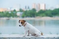 A frightened frightened puppy sits alone on a parapet. A sad little dog got lost on a street in the city. Funny Jack Royalty Free Stock Photo