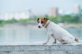 A frightened frightened puppy sits alone on a parapet. A sad little dog got lost on a street in the city. Funny Jack Royalty Free Stock Photo