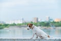 A frightened frightened puppy sits alone on a parapet. A sad little dog got lost on a street in the city. Funny Jack Royalty Free Stock Photo