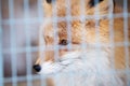 The frightened red fox clung to the wall in the cage.