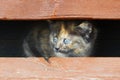 A frightened spotted kitten peer out between two boards