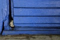 Frightened Stray Little Cat,vertical shot. Royalty Free Stock Photo