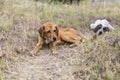 Frightened street dogs in the park lie on the grass.