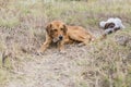 Frightened street dogs in the park lie on the grass.