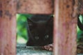 Frightened street homeless black kitten