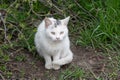 frightened white stray kitten is sitting on the green grass Royalty Free Stock Photo