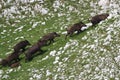 Frightened wild boar drove runing Royalty Free Stock Photo