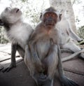 Frightened young monkey - crab-eating macaque Royalty Free Stock Photo