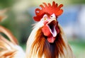 Frightened Young Rooster. AI Generated