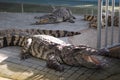 Frightening crocodiles at farm in Thailand