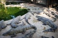 Frightening crocodiles at farm in Thailand