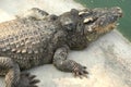 Frightening crocodiles at farm in Thailand