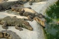 Frightening crocodiles at farm in Thailand Royalty Free Stock Photo